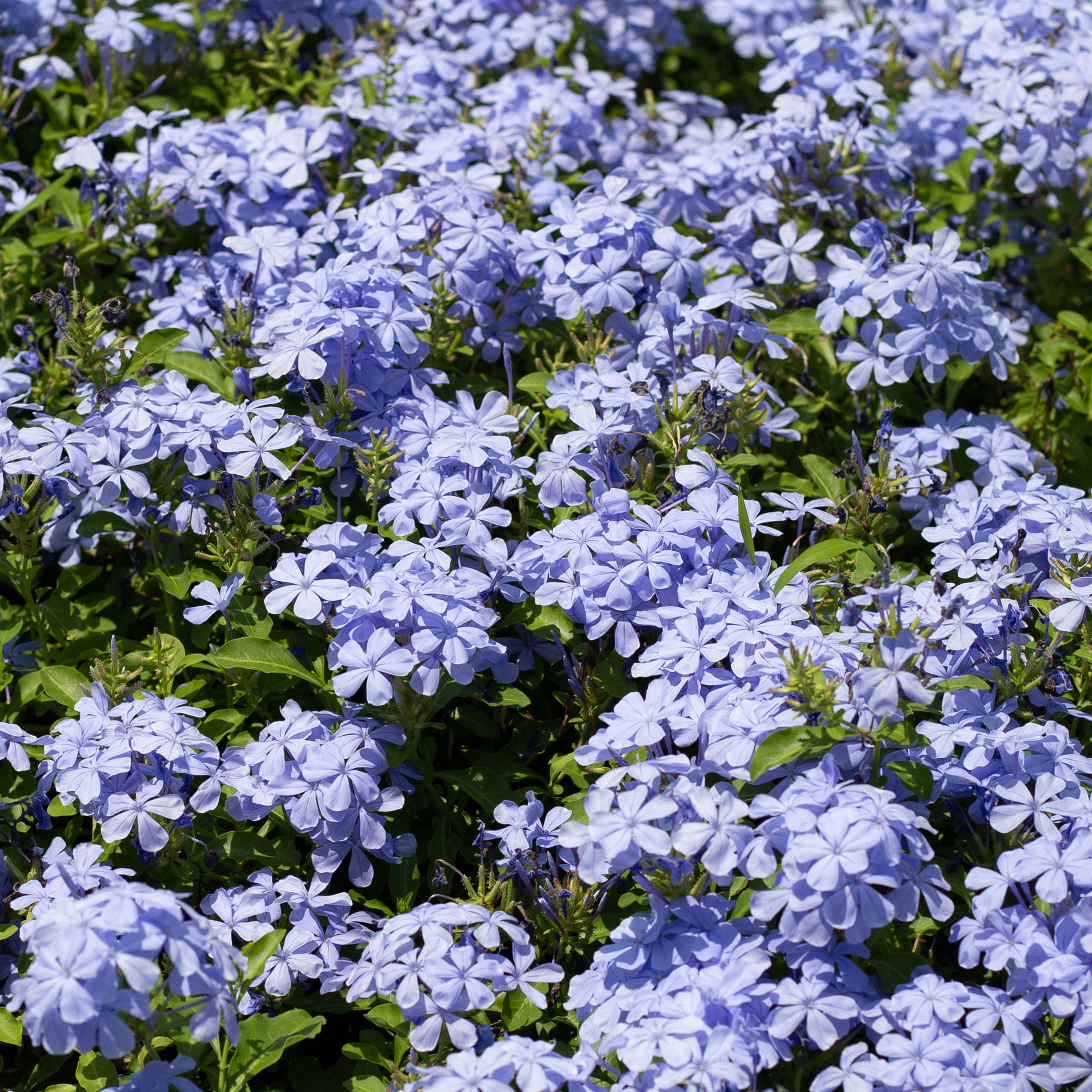 Bakker Plumbago auriculata dentelaire pot 9cm bleu ciel