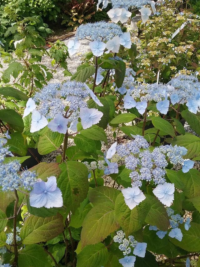 Yesoensis hortensia serrata godet fleurs plates