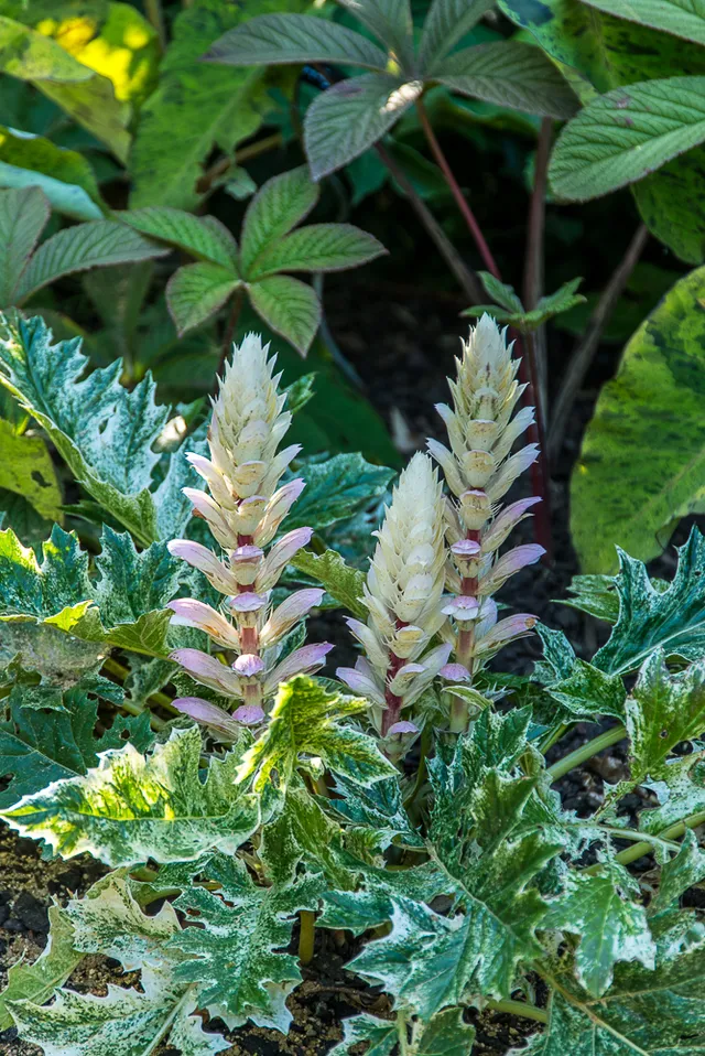 Passion Vivaces Acanthus Whitewater acanthe vivace feuillage