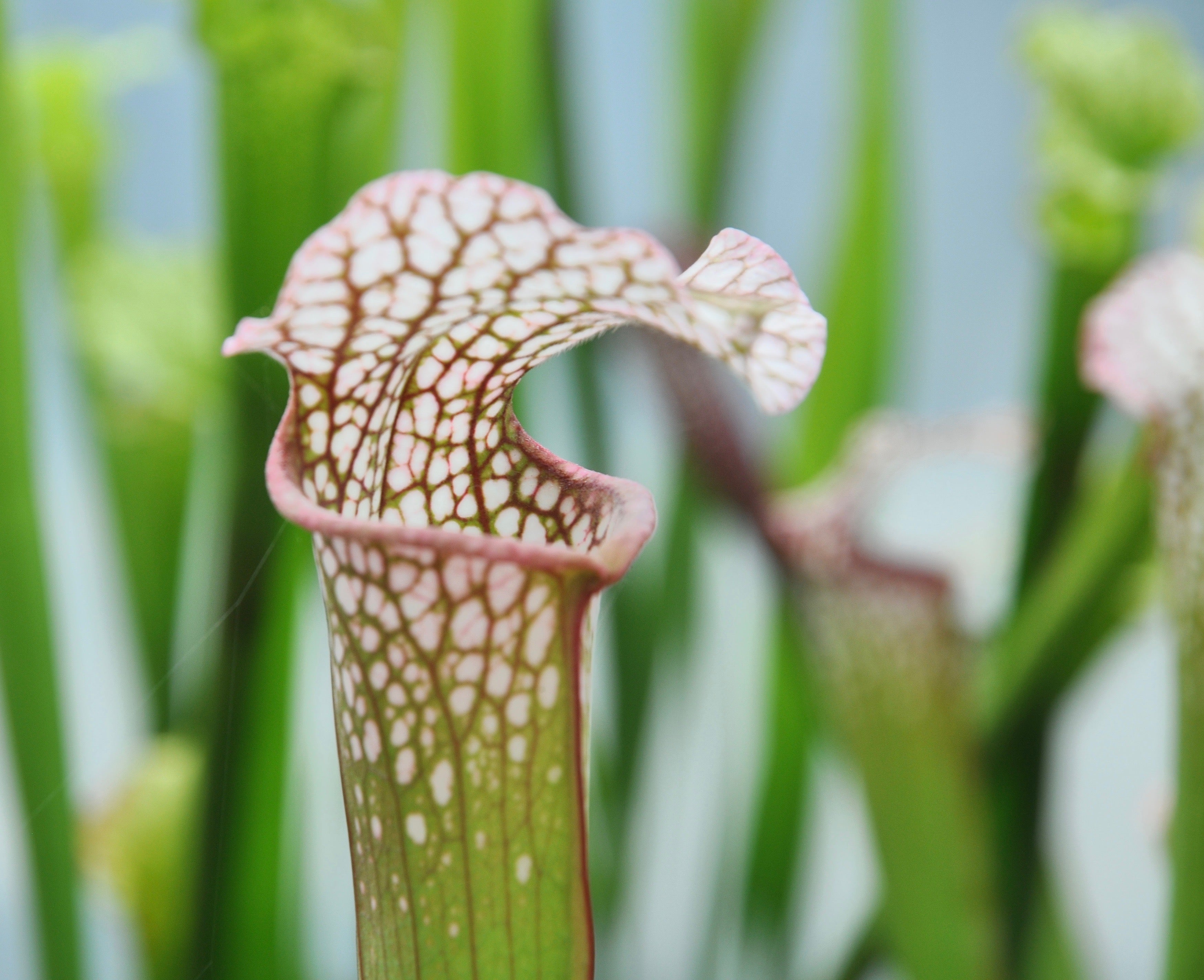 Carniflore Sarracenia Diane Whittaker plante 1 point