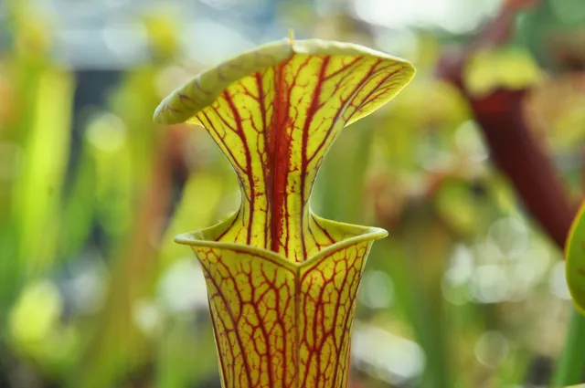 Carniflore Sarracenia flava ornata plante carnivore 1 point