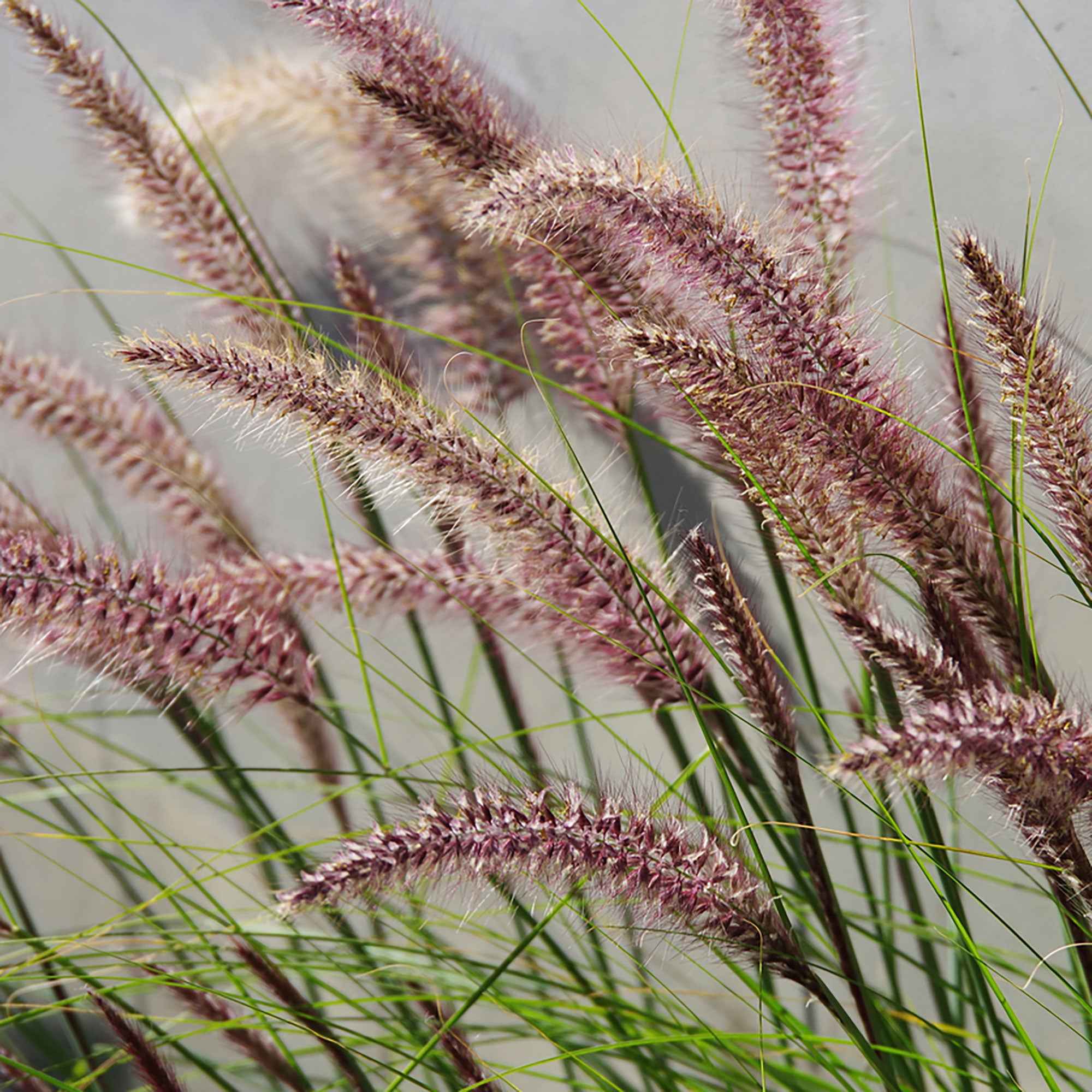 Bakker Pennisetum Flamingo graminée rose pot 9cm