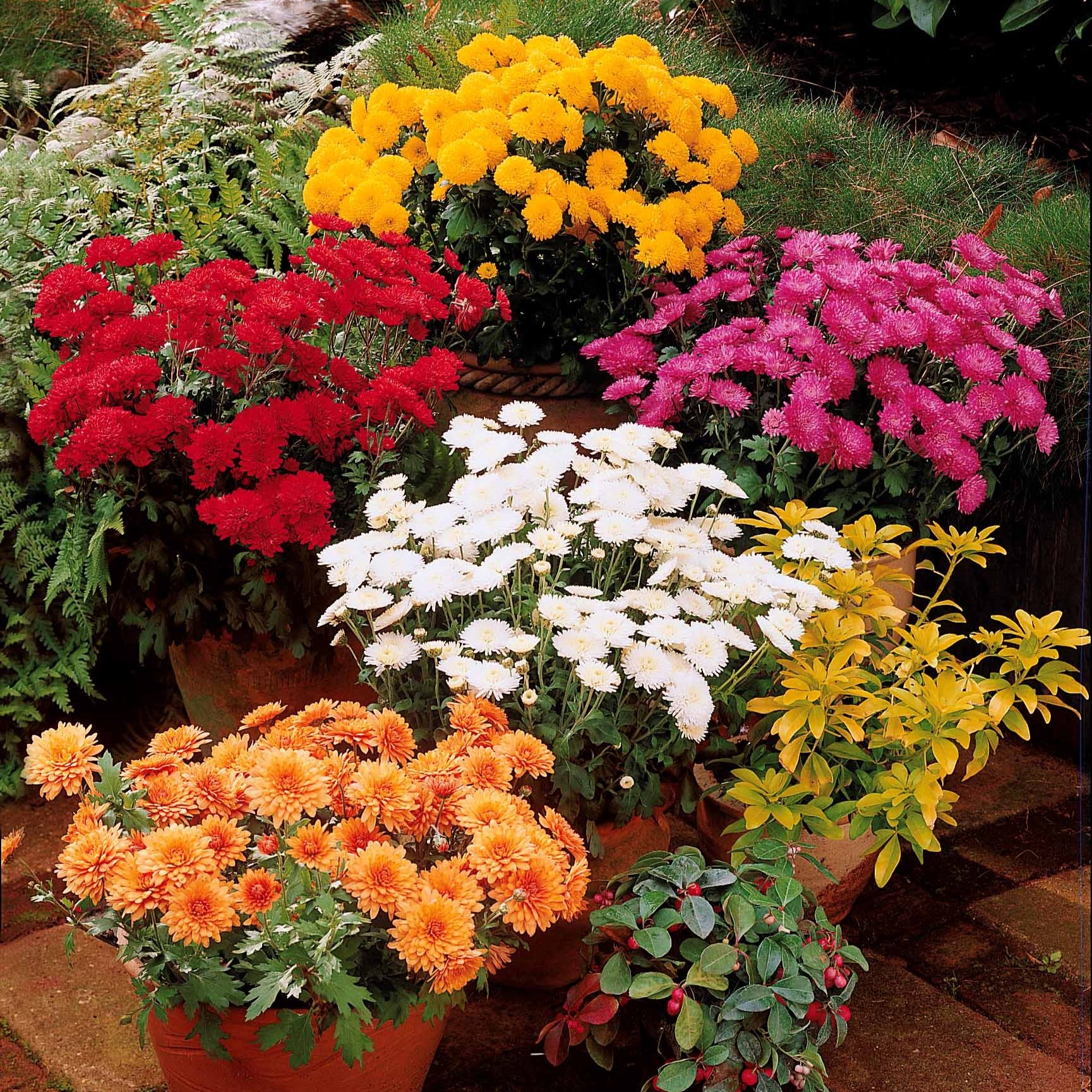 Bakker 3 Marguerites d'automne mélange 3 pots Ø9cm