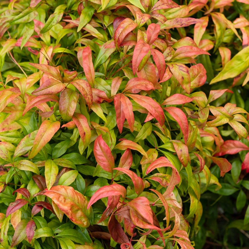 Bakker Bambou sacré Nandina pot 2L 30-50 cm persistant