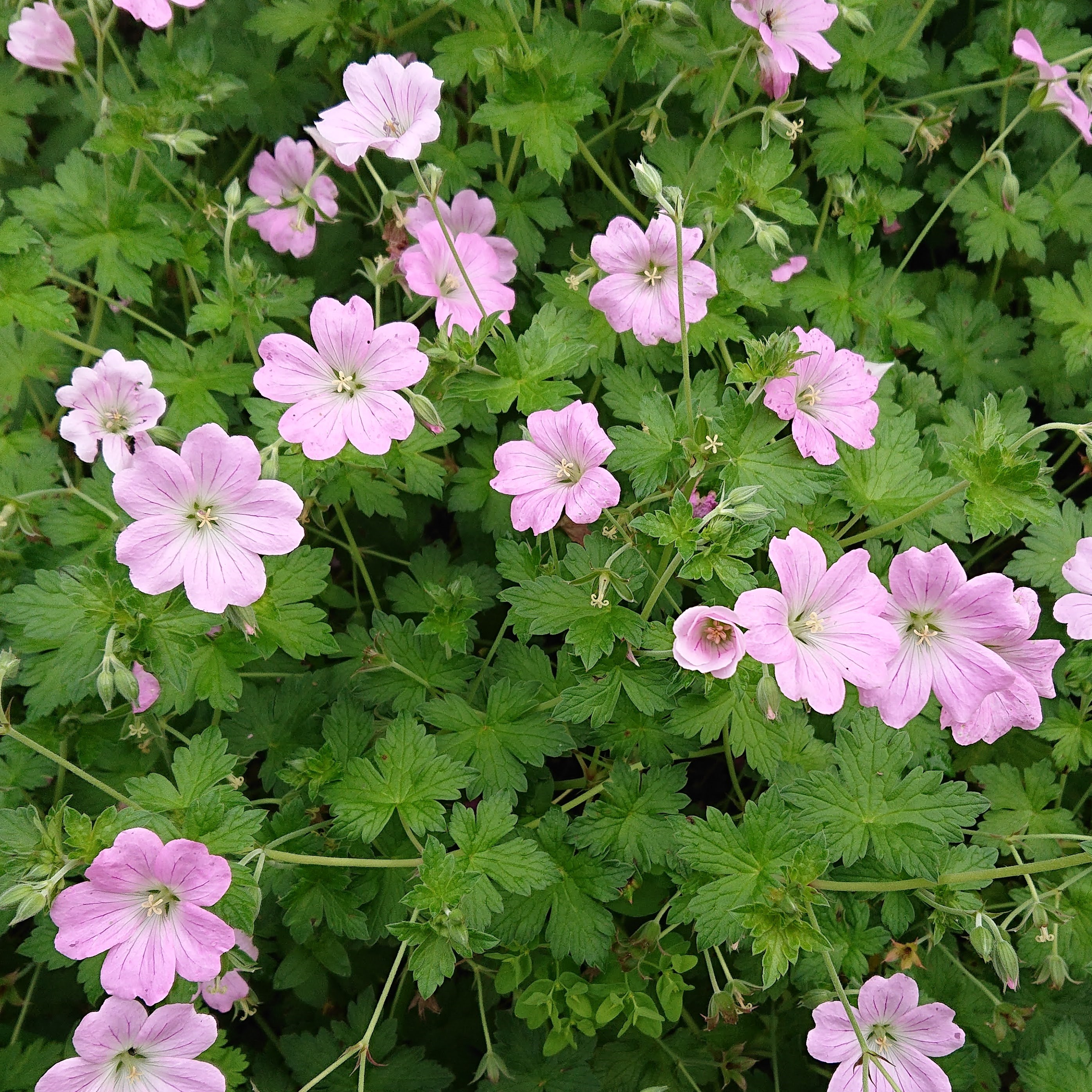 Passion Vivaces Geranium Dreamlan géranium vivace pot 1 litre