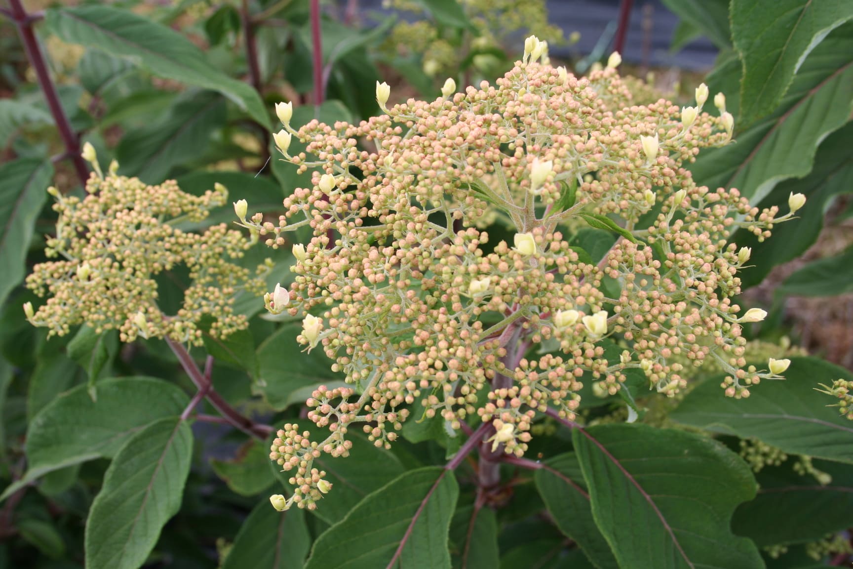 Hydrangea heteromalla Krista hortensia fleurs plates blanc godet
