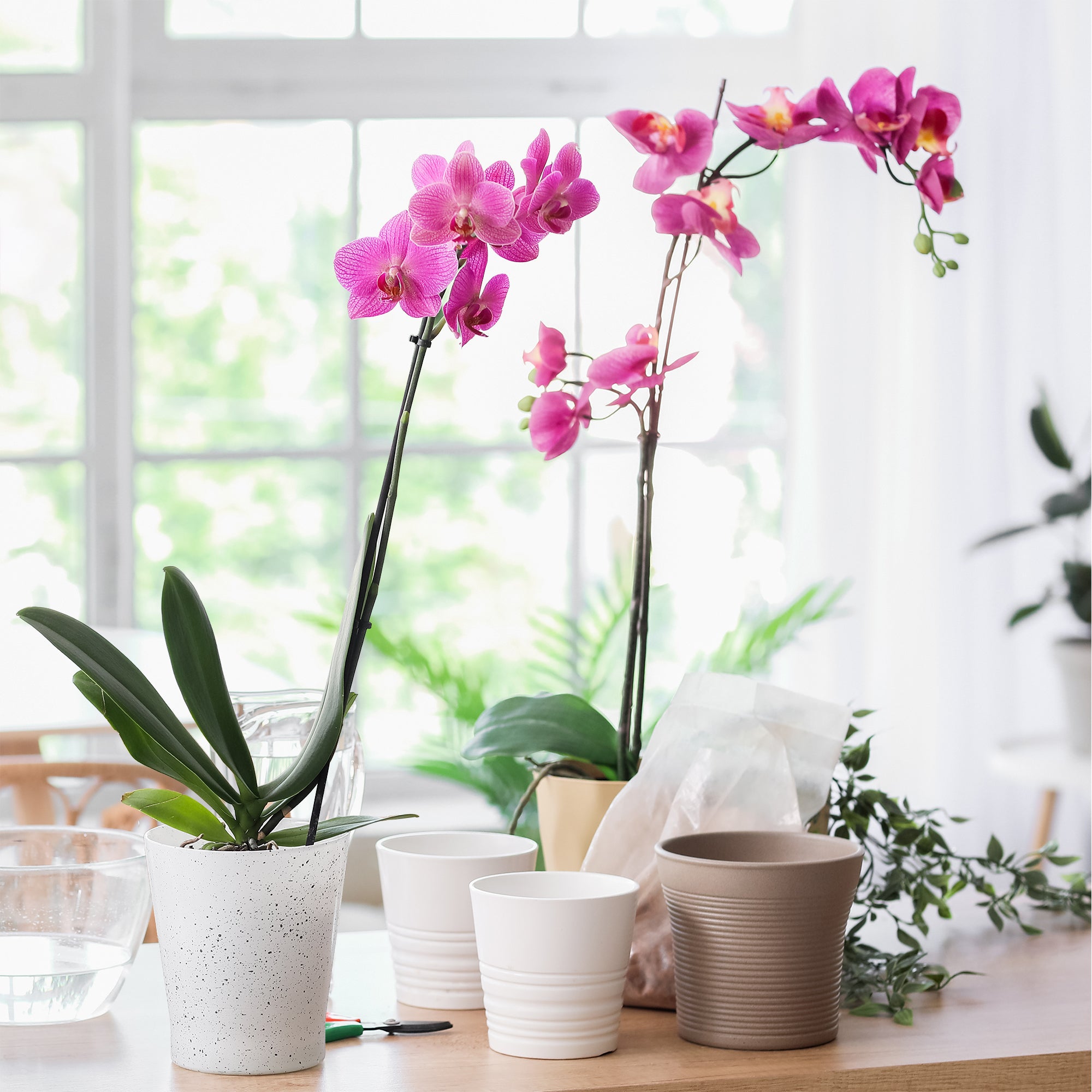 Bakker Orchidée rose Phalaenopsis pot Ø 12cm 40-50cm