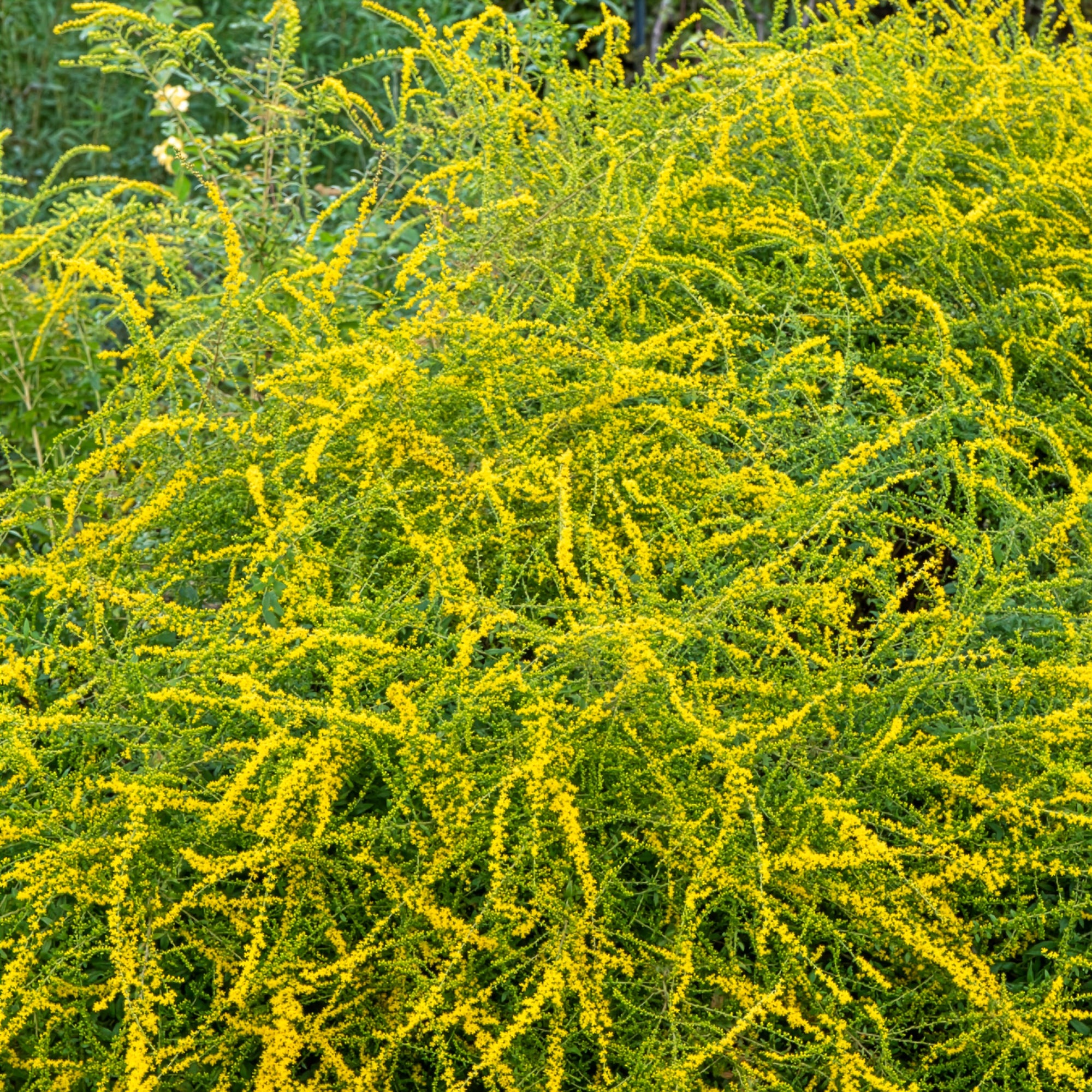 Bakker Solidago Fireworks verge d’or vivace pot Ø 9cm jaune
