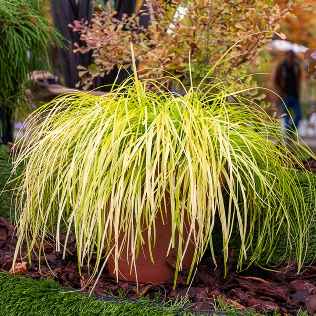 Bakker Everillo laîche d'Oshima dorée pot 9cm