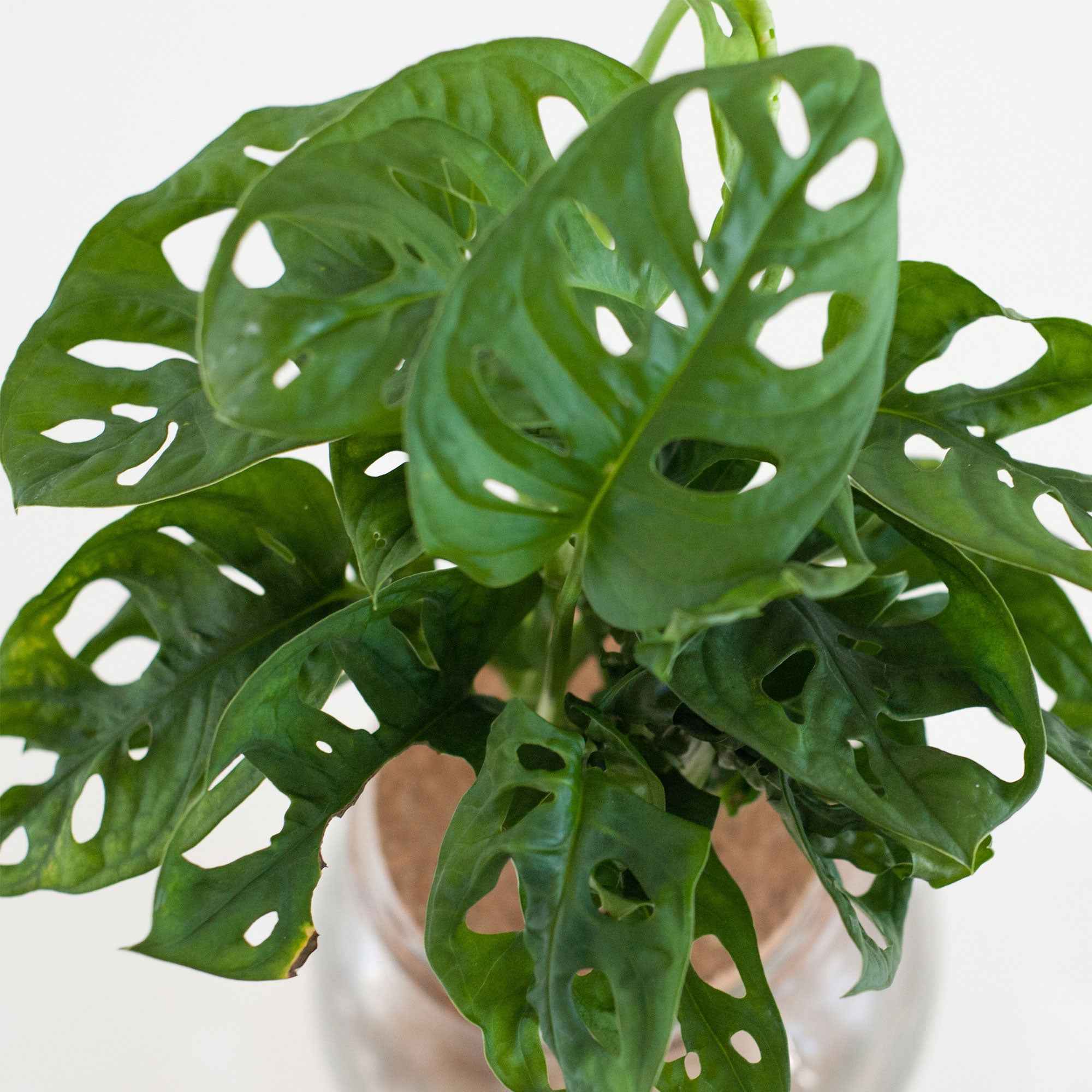 Bakker Intérieur Monstera hydroponique kit vase ampoule LED déco
