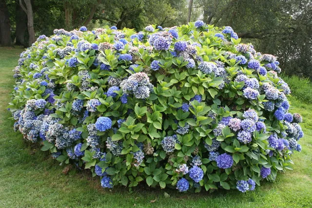 Les Hortensias du Haut Bois Blau Haller hortensia macrophylla boule