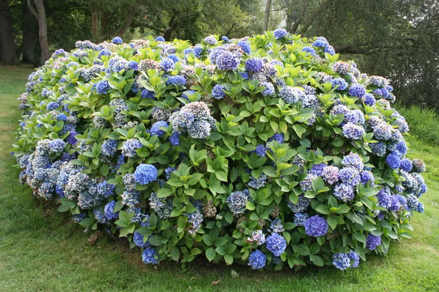 Les Hortensias du Haut Bois Blau Haller hortensia macrophylla boule
