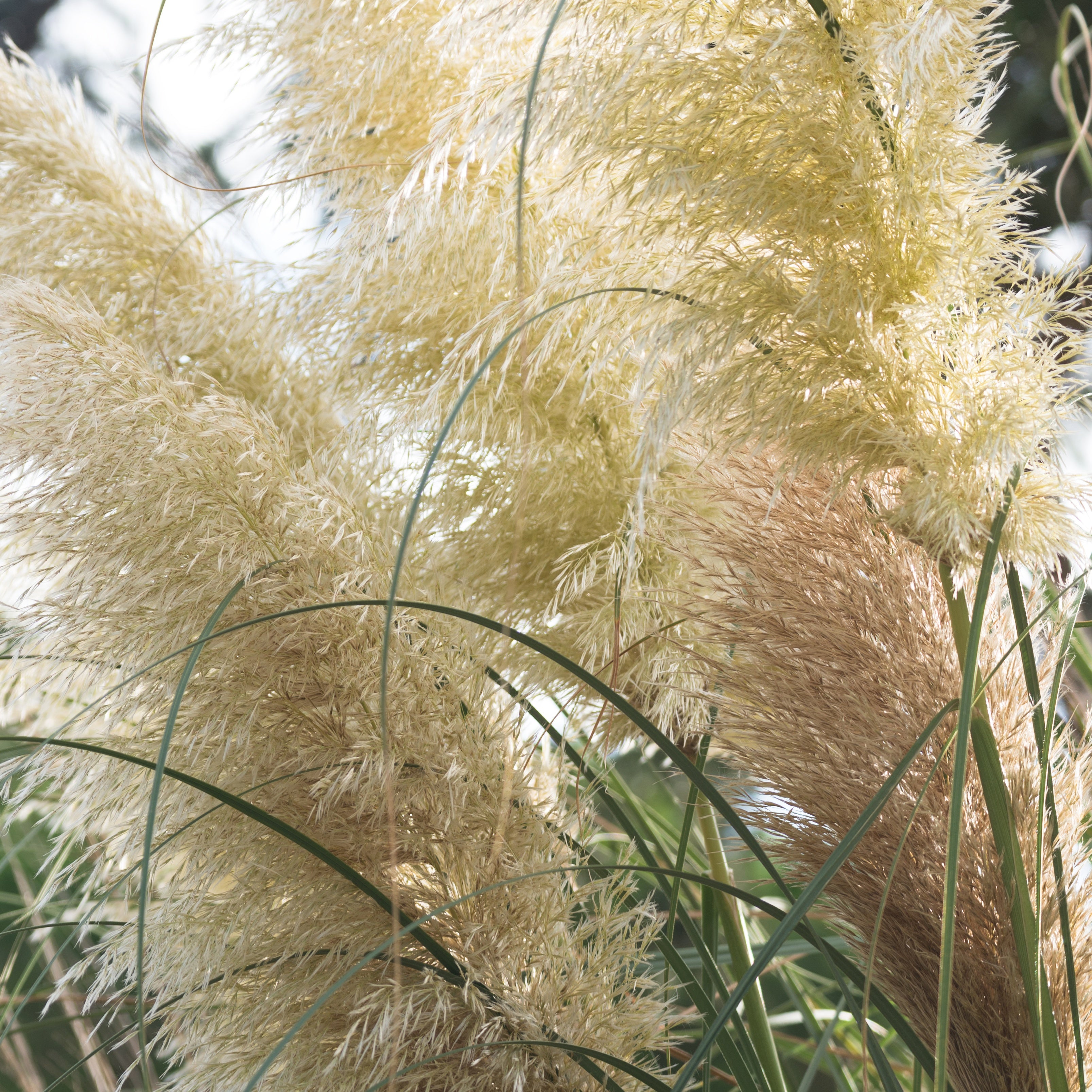 Bakker Herbe de la pampa blanche graminée pot Ø 9cm plumeaux blancs