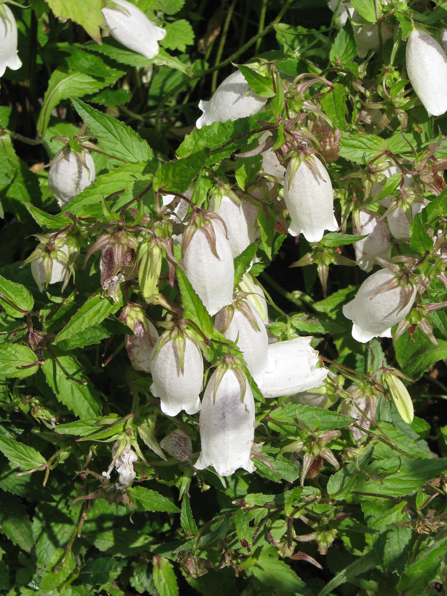 Passion Vivaces Campanula punctata Ost Siberien vivace godet blanc