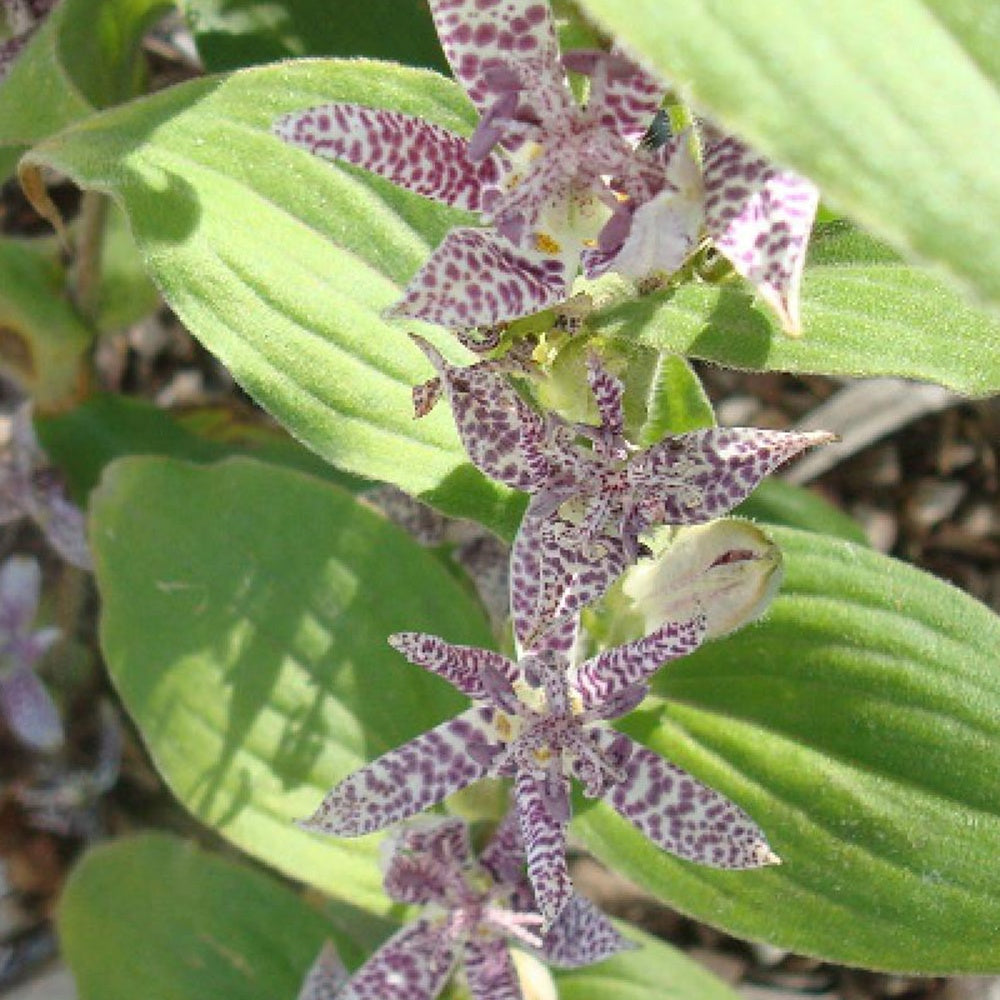 Bakker Vivaces Lis Orchidée Tricyrtis Miyazaki pot 8cm ombre