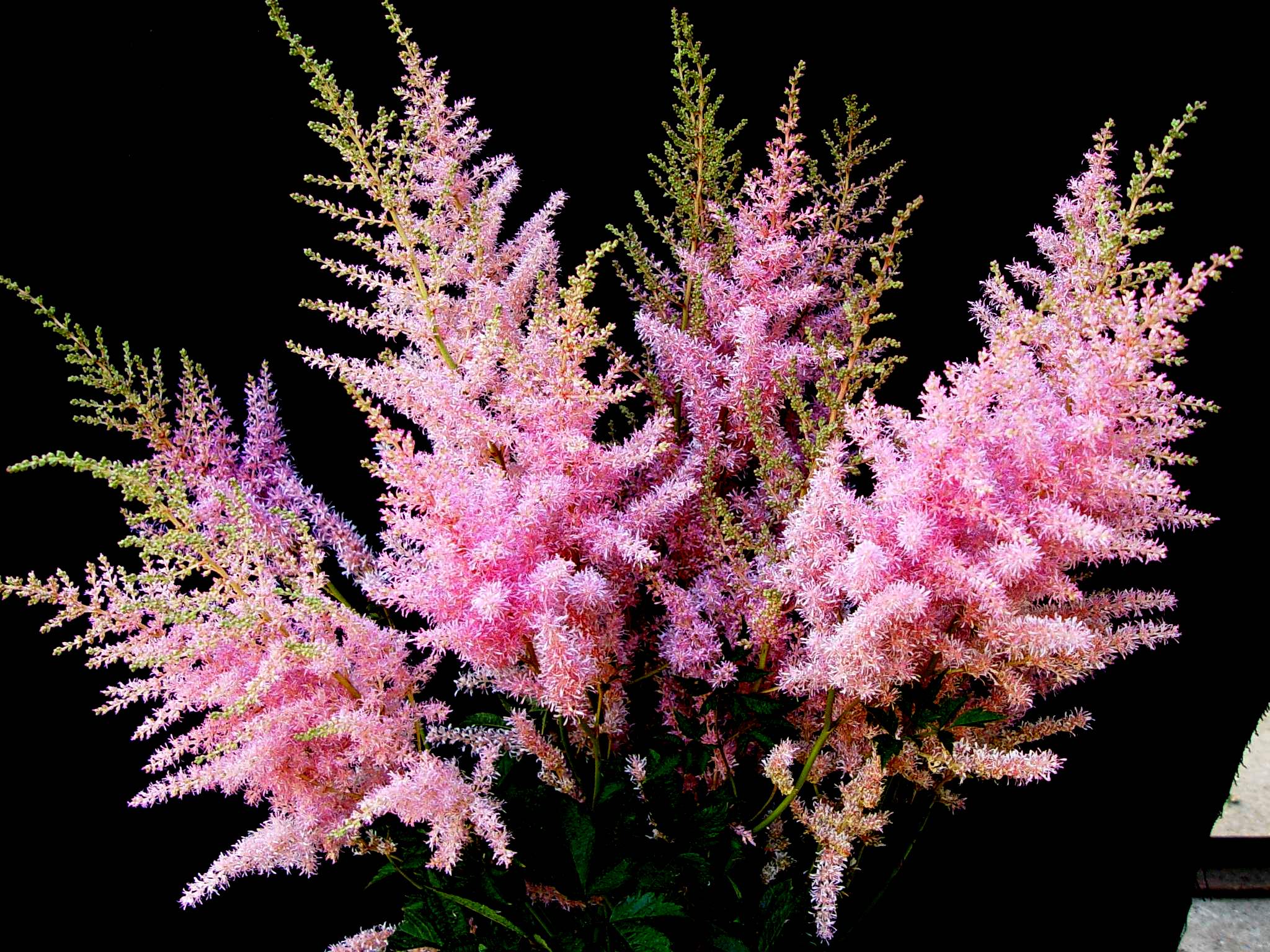 Pépinières Ripoche Astilbe arendsii Astary Rose Shades godet rose