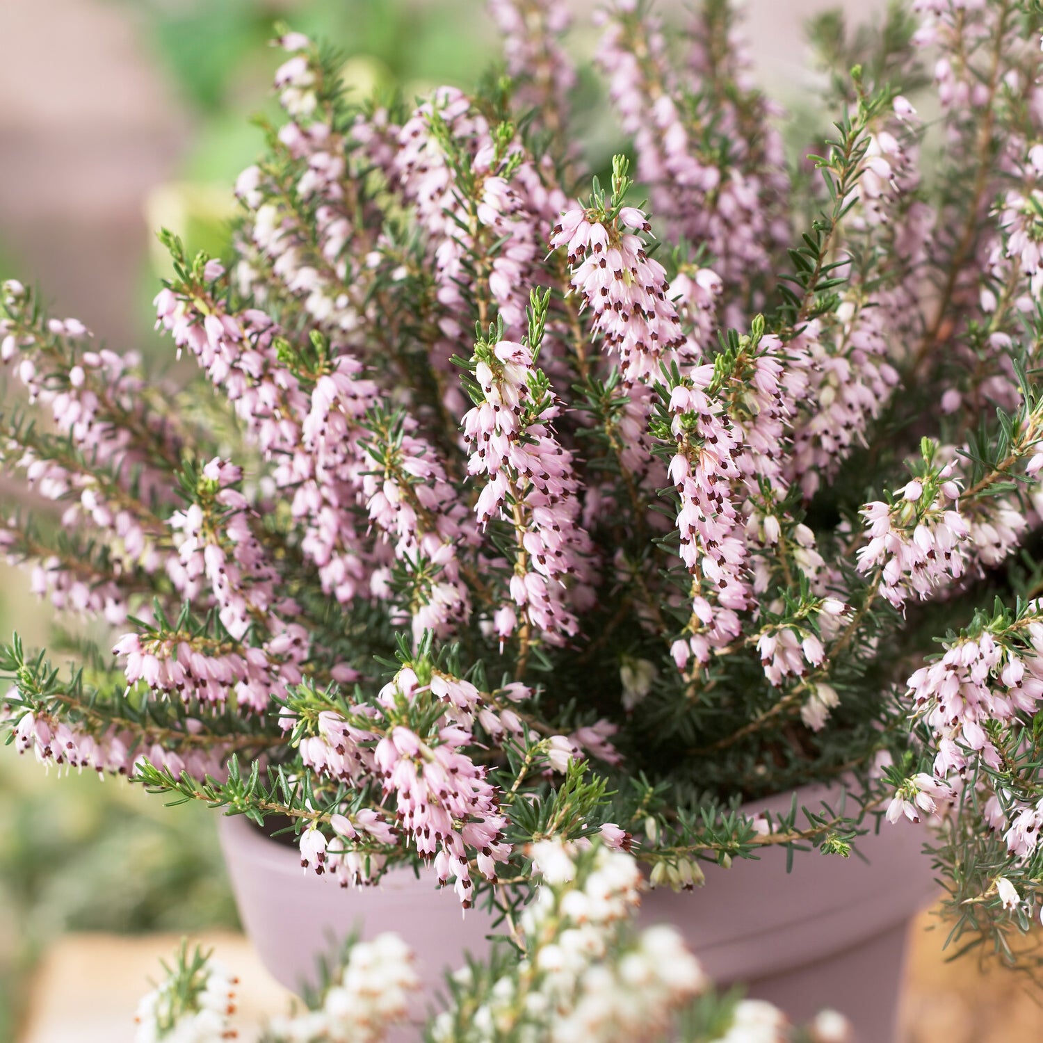 Bakker Bruyère Ghost Hills vivace pot 8cm blanche hiver