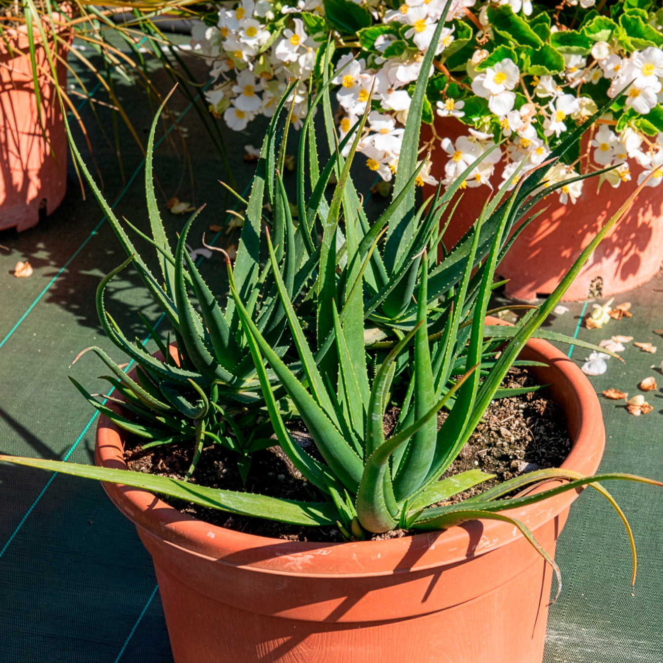 Bakker Aloe Safari Sunrise succulente pot 9cm orange