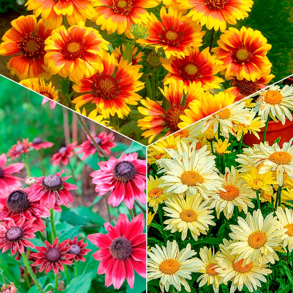 Bakker Marguerites colorées collection plante vivace 6 pots Ø 9cm