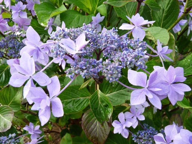 Les Hortensias du Haut Bois Jogasaki hortensia de jardin godet