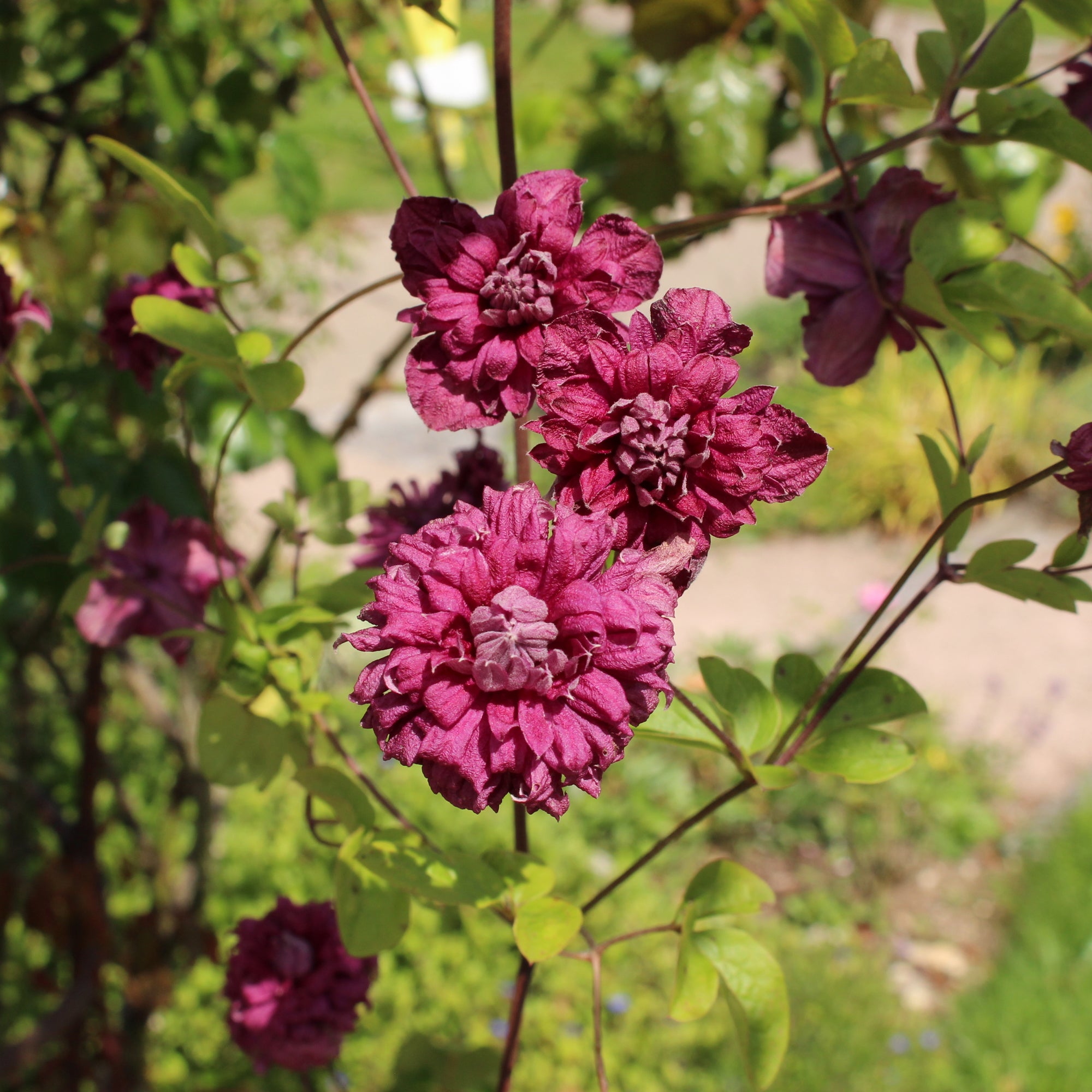 Bakker Clématite double pourpre plante grimpante pot 2L violet