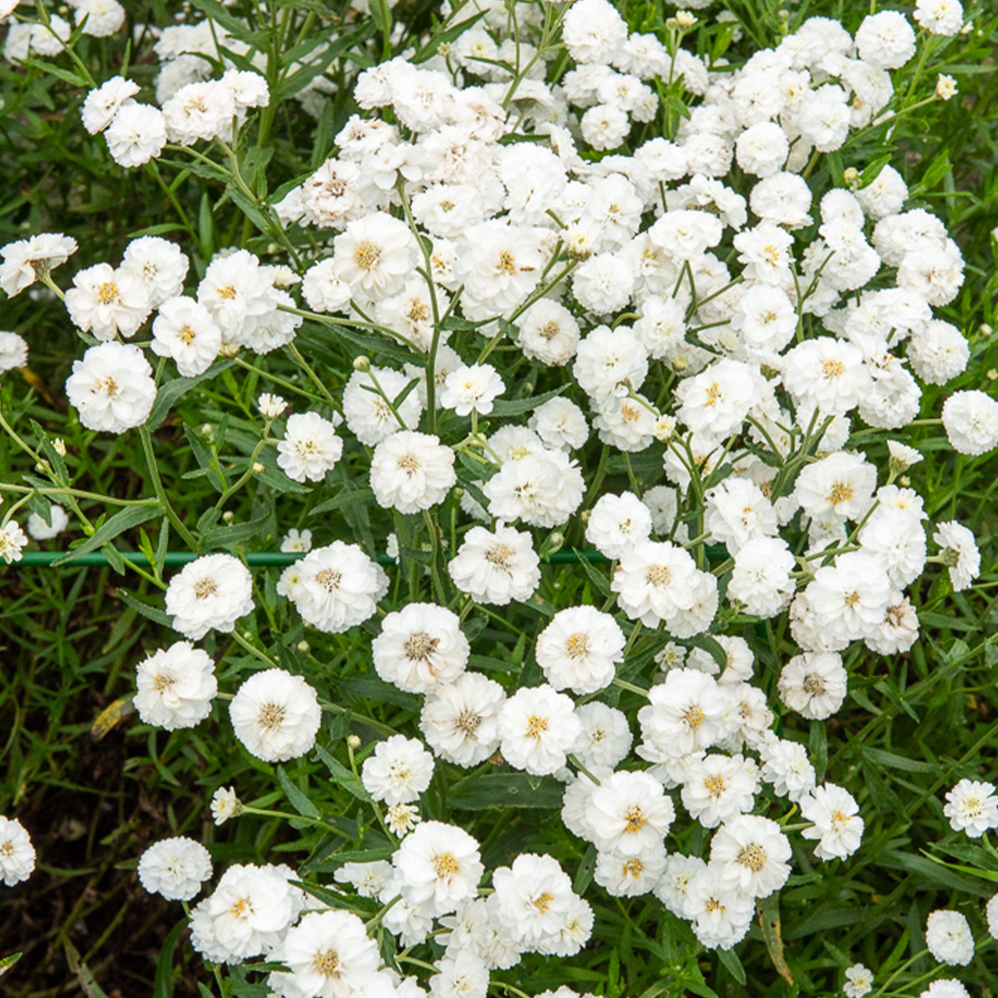 Bakker Achillée The Pearl plante vivace pot 9cm fleurs blanches