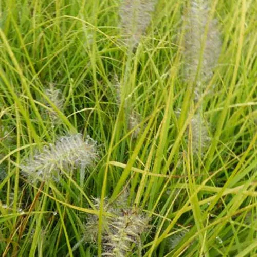 Bakker Pennisetum Jommenik graminée pot 9cm naine jaune