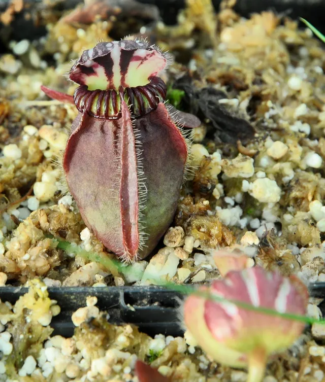 Carniflore Cephalotus Duddley Watts plante carnivore adulte