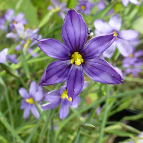 Bakker Sisyrinchium bellum pot 9cm bleu