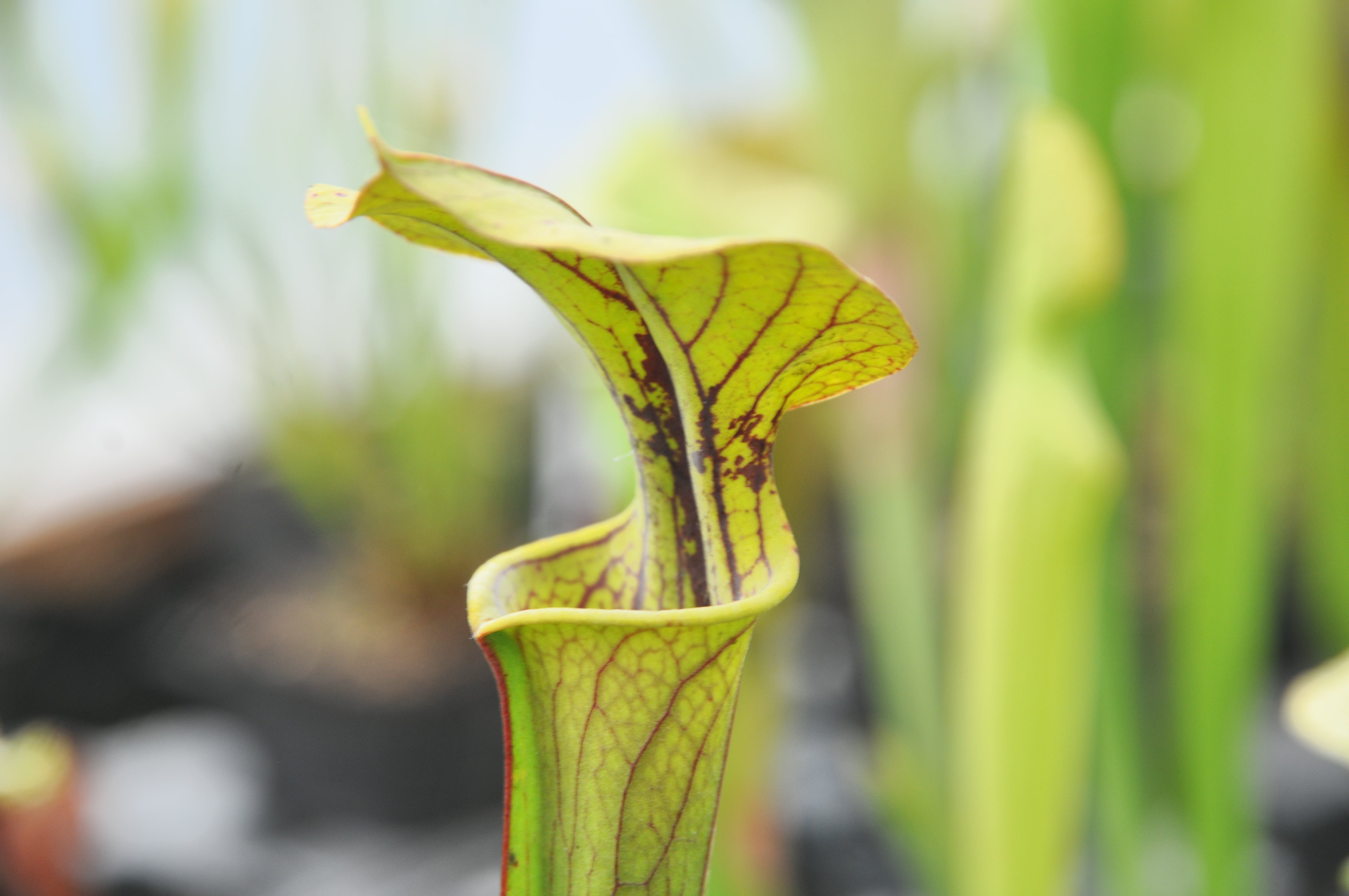Carniflore Sarracenia popei x flava plante carnivore tache rouge