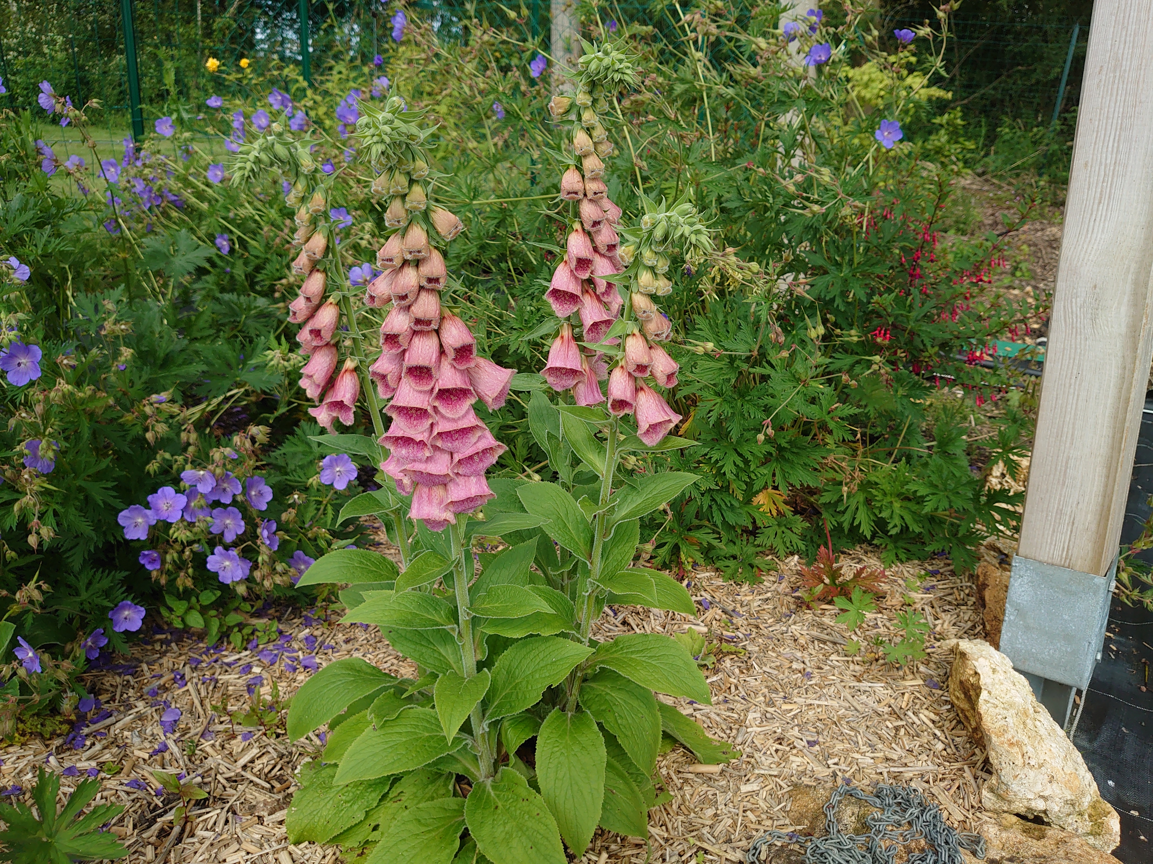 Passion Vivaces DIGITALIS mertonensis digitale pot 1 L rose pourpré