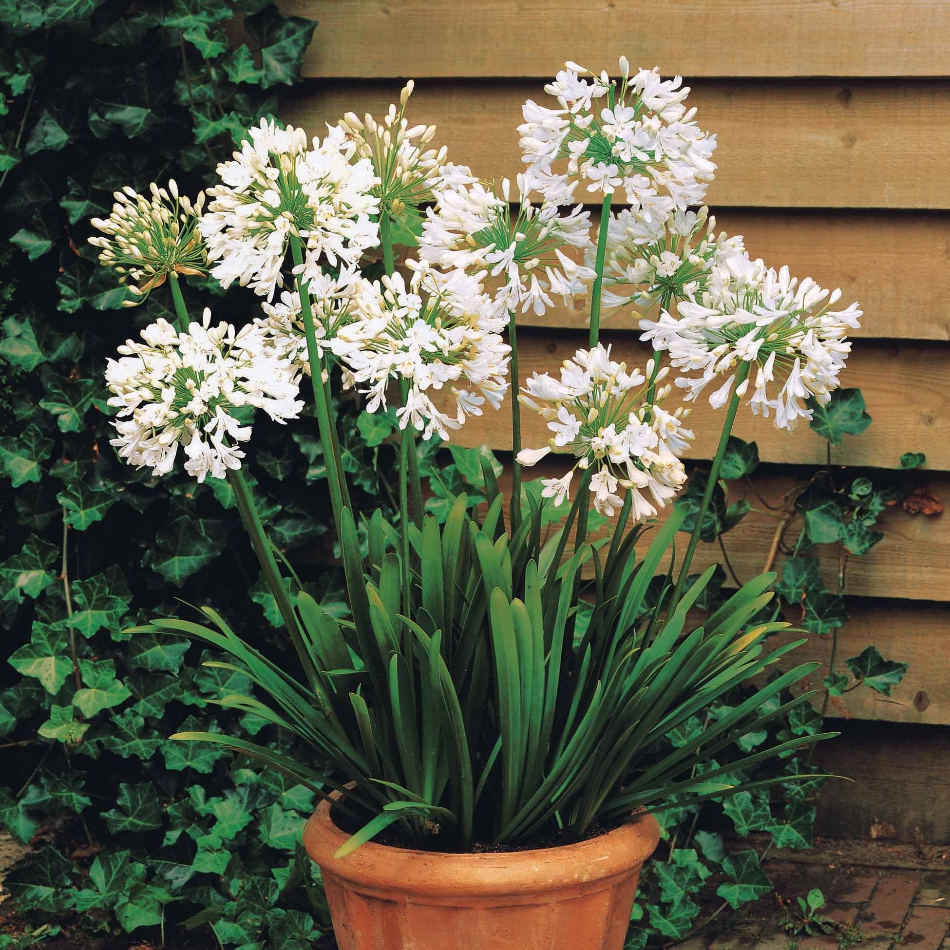 Bakker Terrasses Collection 9 vivaces fleurs blanches racines nues