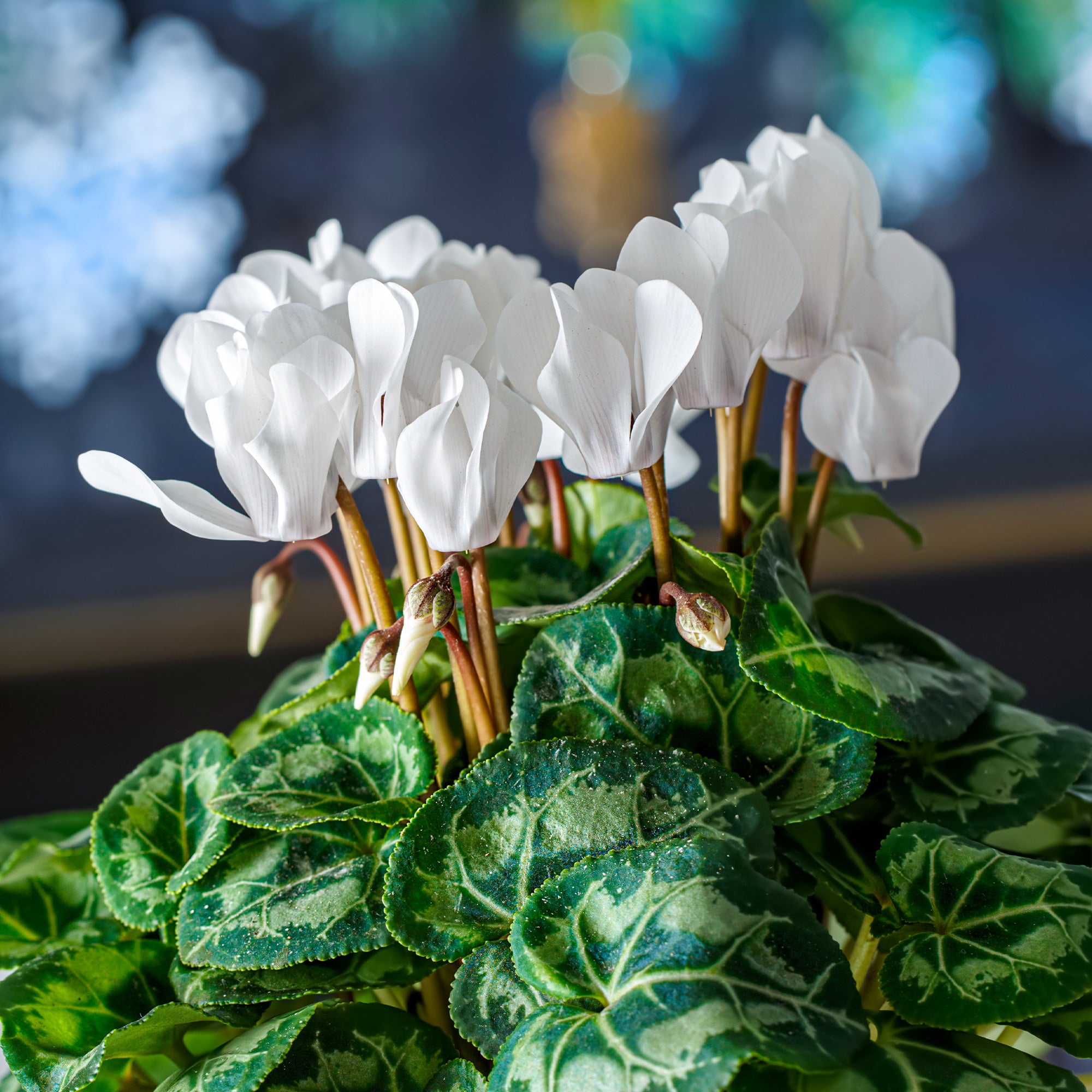 Bakker Cyclamens blancs lot 3 pots 10.5cm fleur hiver