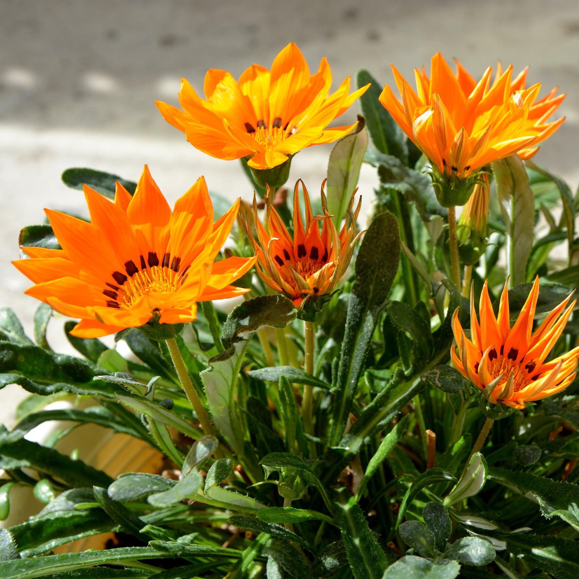Bakker Gazania orange fleur pot Ø 10,5 cm soleil