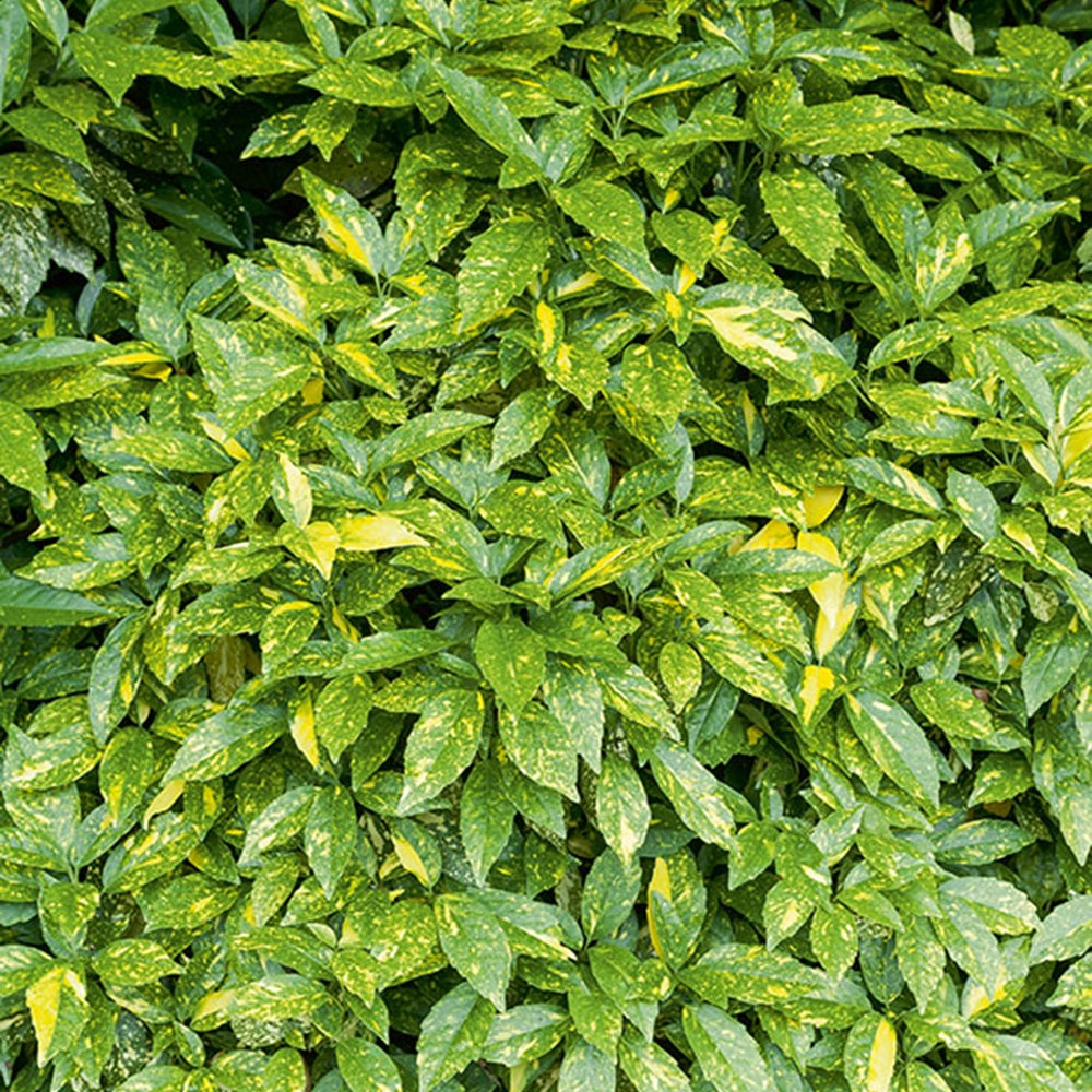 Bakker Variegata aucuba du Japon pot 2L panaché