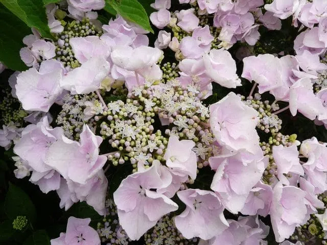 Les Hortensias du Haut Bois Hobella hortensia dentelle rose