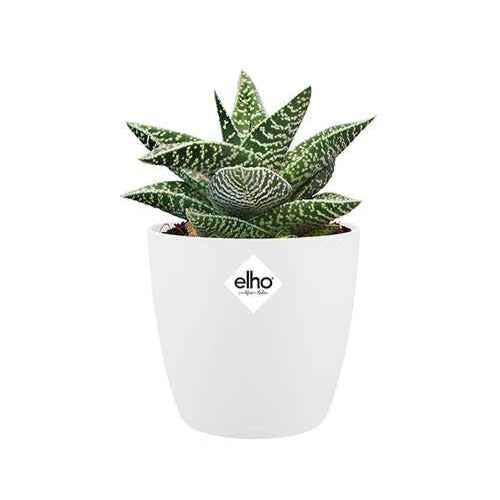 Elho Pot Brussels rond blanc cache-pot Ø12,5cm