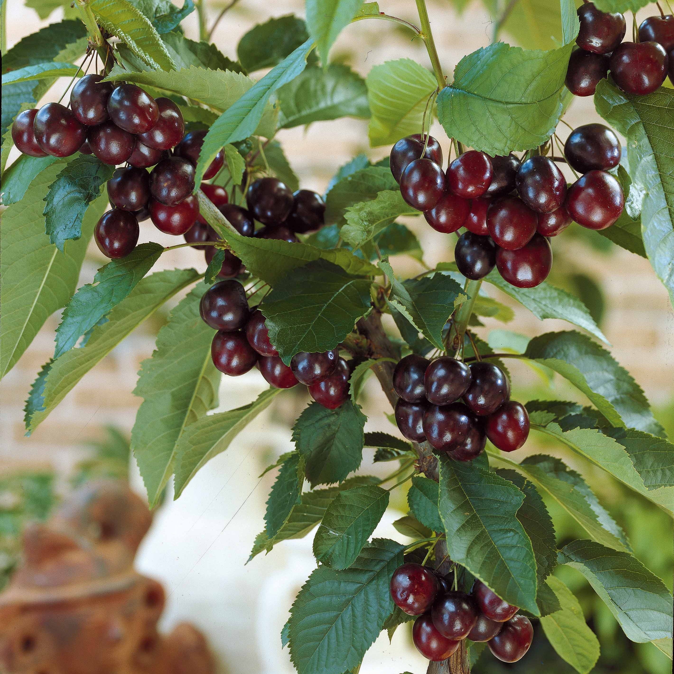 Bakker Cerisier Karina arbre fruitier motte scion 80-100cm