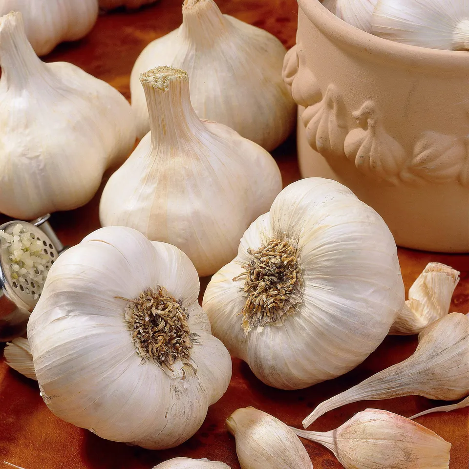 Bakker Potager et Graines Ail Messidrôme bulbe ail 500g blanc doux
