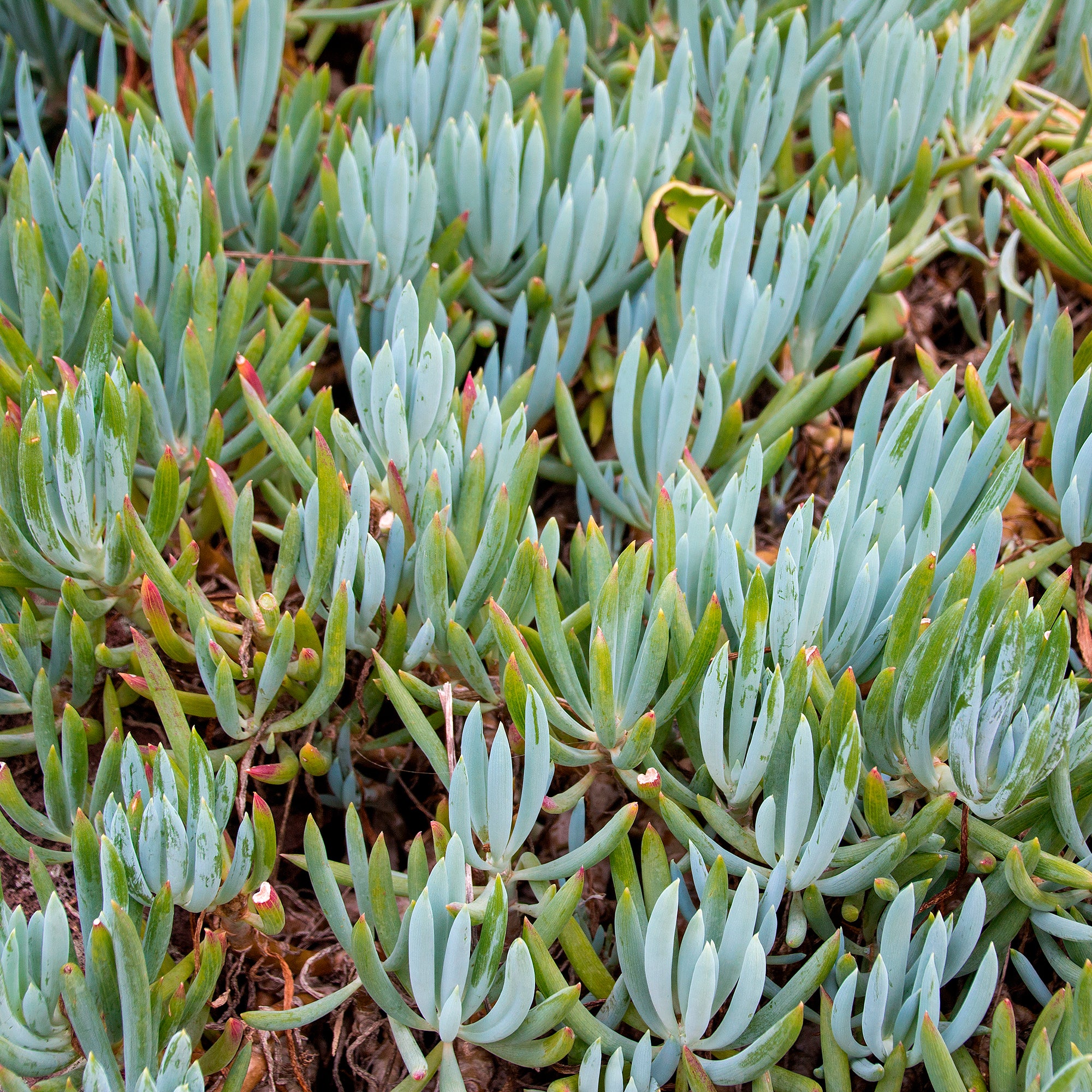 Bakker Séneçon Senecio mandraliscae plante grasse pot Ø 9cm bleu