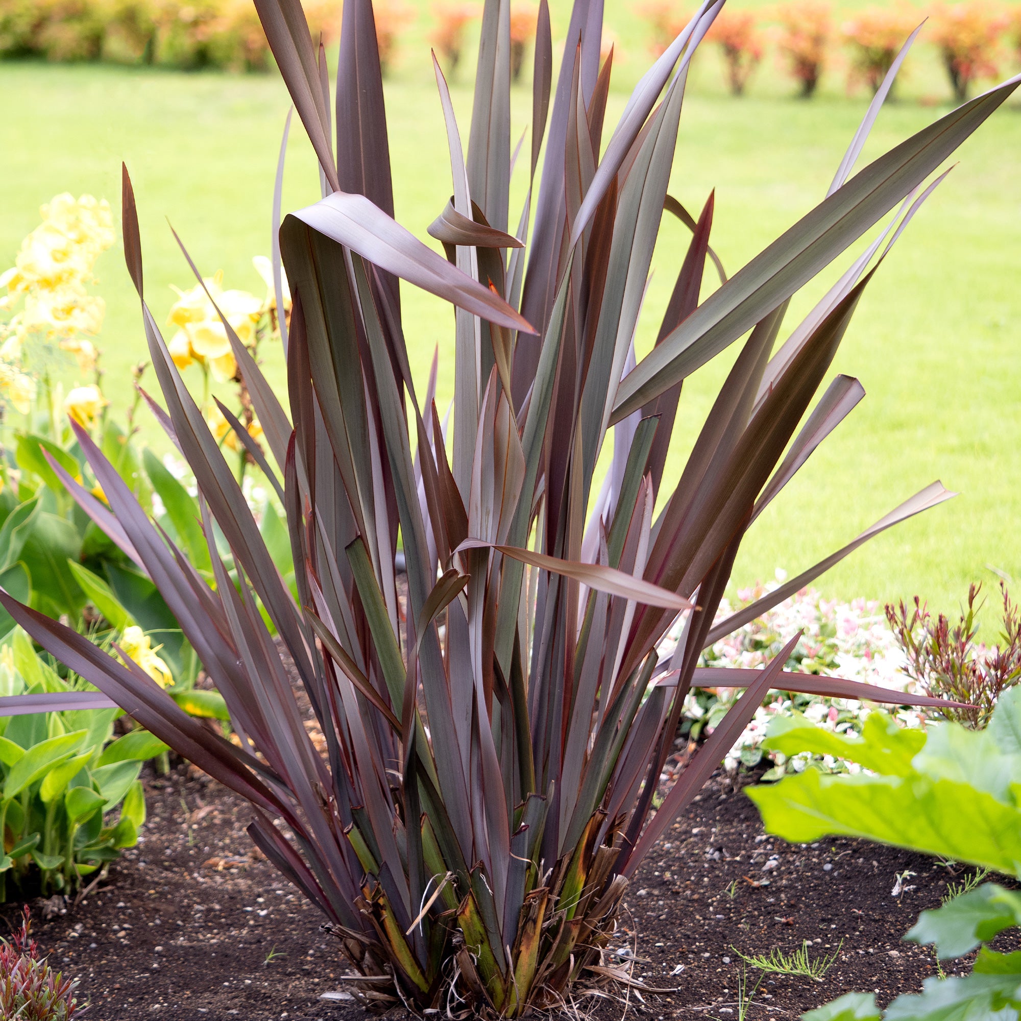 Bakker Phormium Black Adder lin Nouvelle-Zélande pot Ø 9 cm