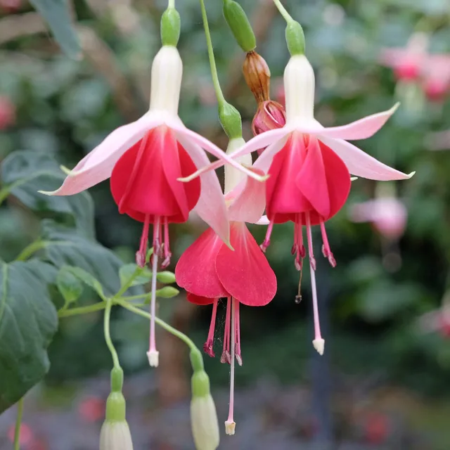 Bakker Celia Smedley fuchsia 3 pots Ø9cm rouge