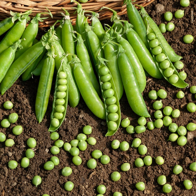 Bakker Le Généreux pois rond à rames sachet 200g sucré