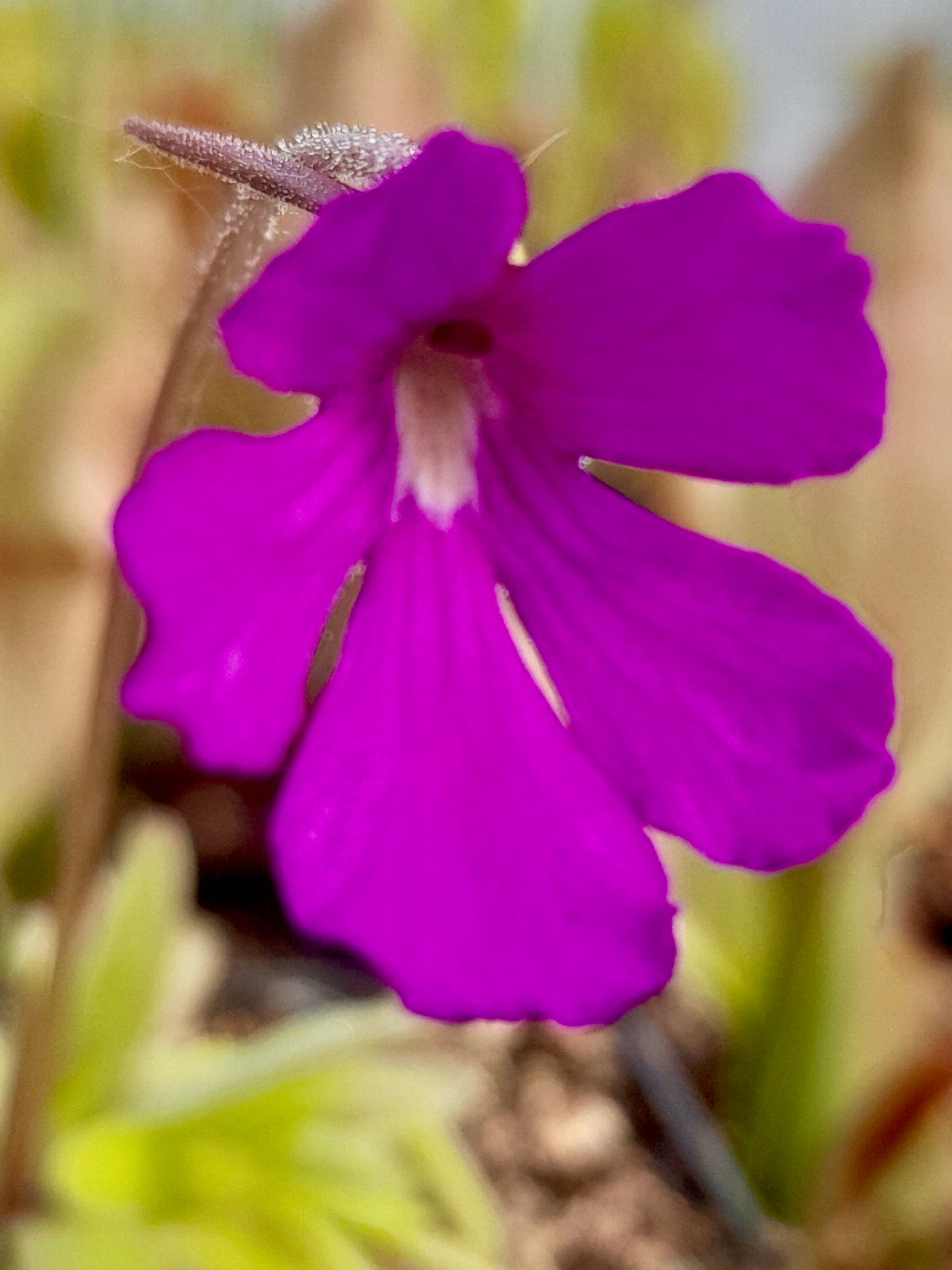 Carniflore Pinguicula Anna grassette mexicaine pot 9cm fleur