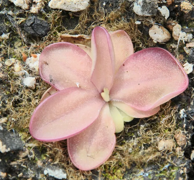 Carniflore Pinguicula x seductora plante carnivore pot adulte