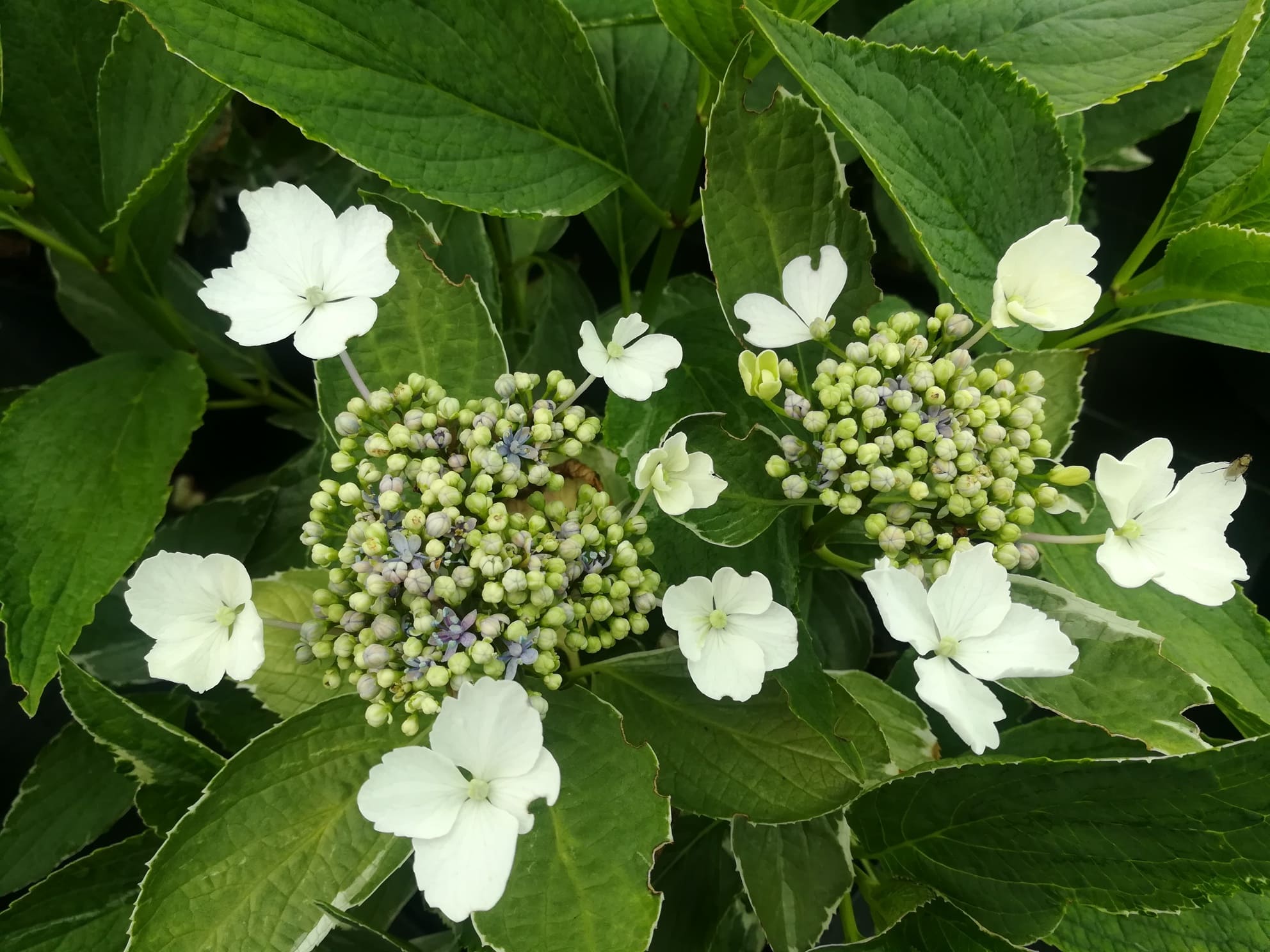 Les Hortensias du Haut Bois Variegata hortensia panaché godet