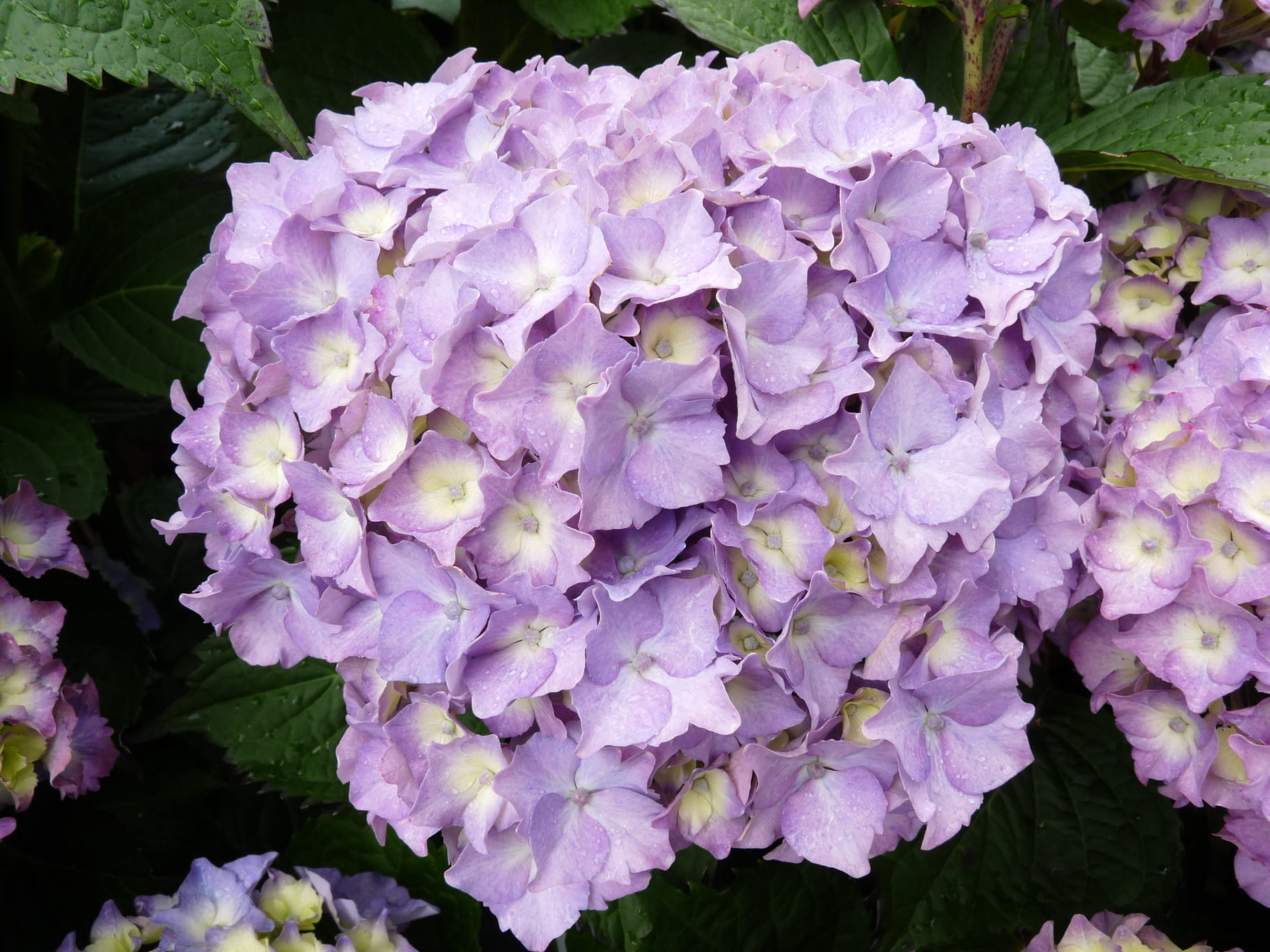 Les Hortensias du Haut Bois Admiration hortensia fleurs rondes