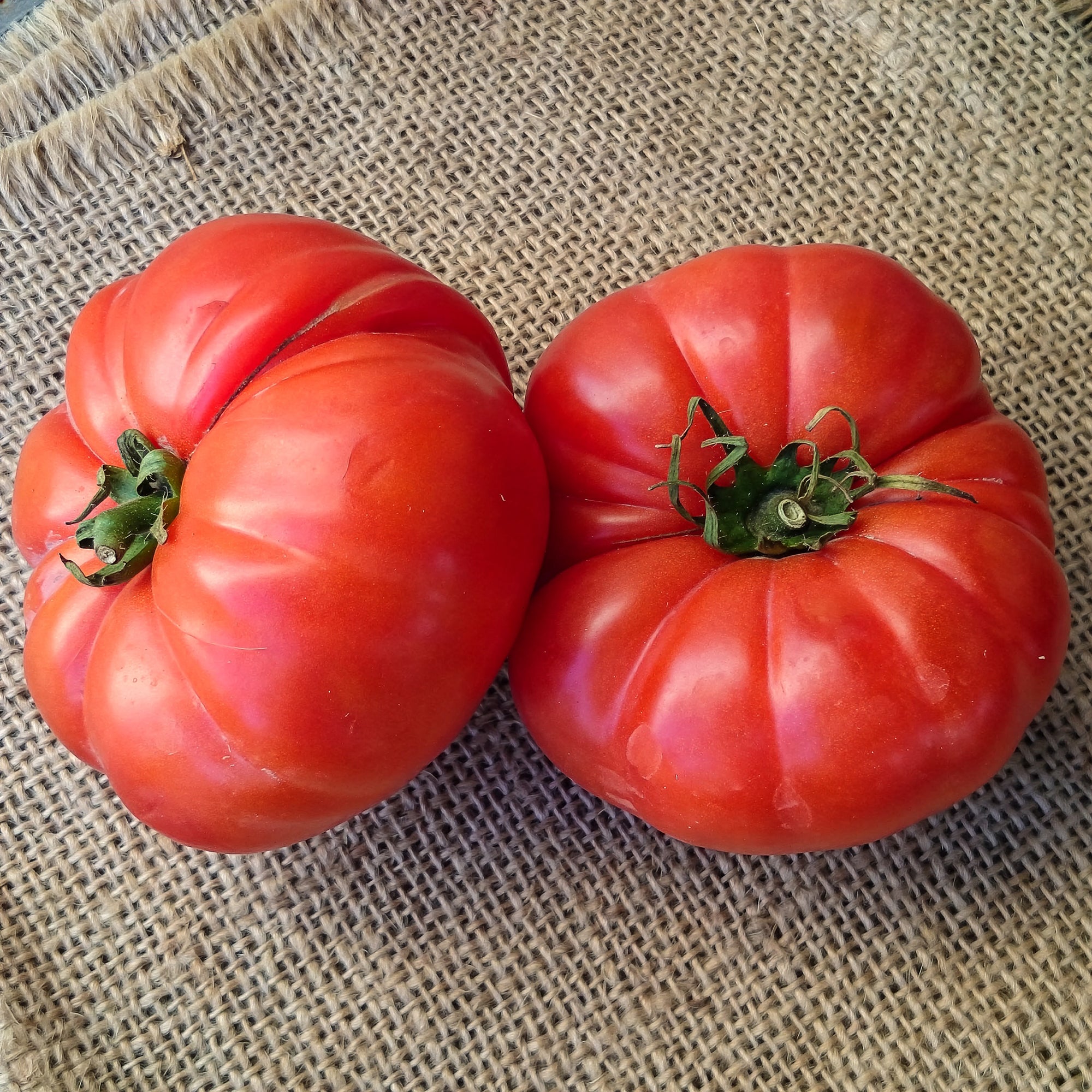 Bakker Tomate Marmande plant potager 3 plants