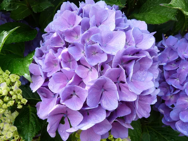 Les Hortensias du Haut Bois Freudenstein hortensia fleurs rondes