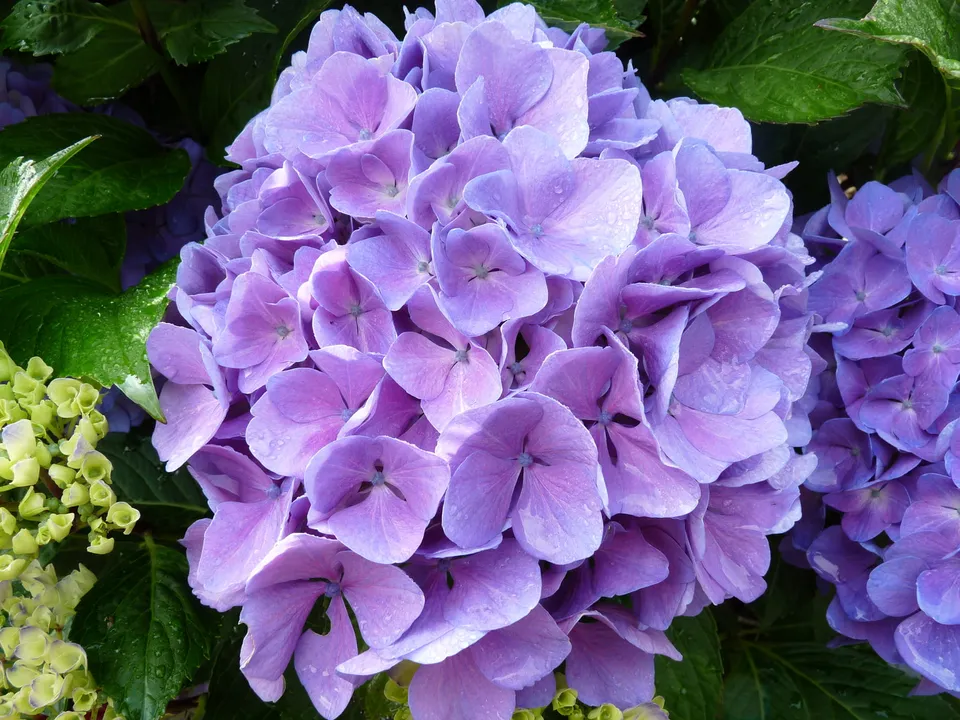 Les Hortensias du Haut Bois Freudenstein hortensia fleurs rondes